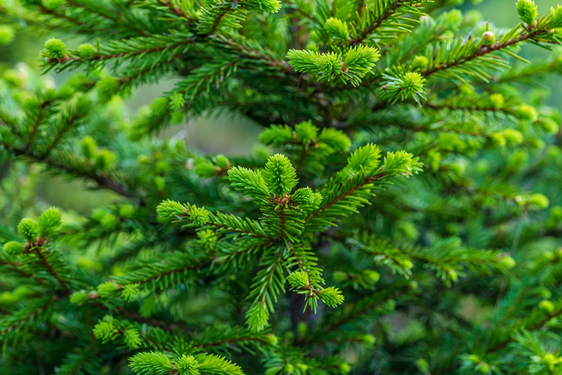 Close view of fir tree branches and needles