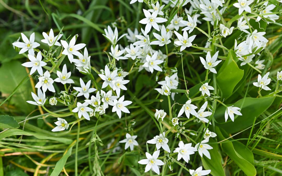 Cueillir et cuisiner les plantes comestibles