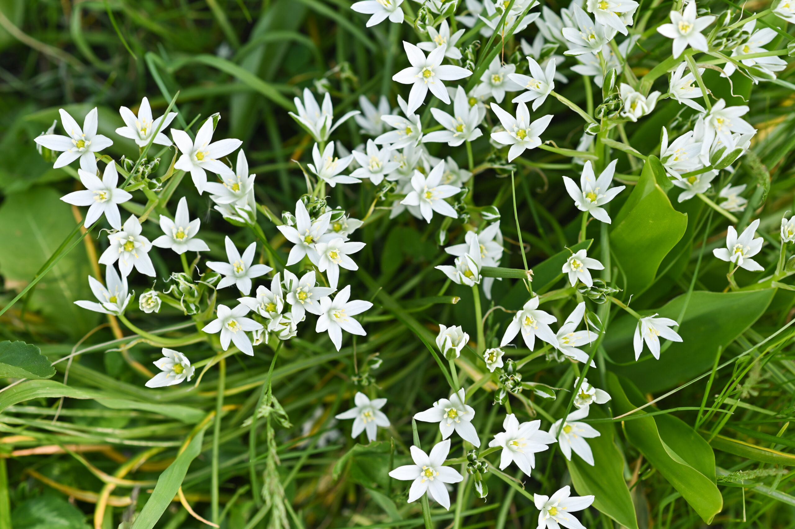 Ornithogalum umbellatum is a flowering plant with white flowers.