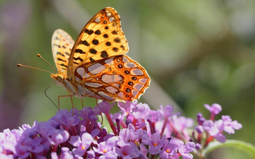 Club Nature : Grande chasse aux papillons !