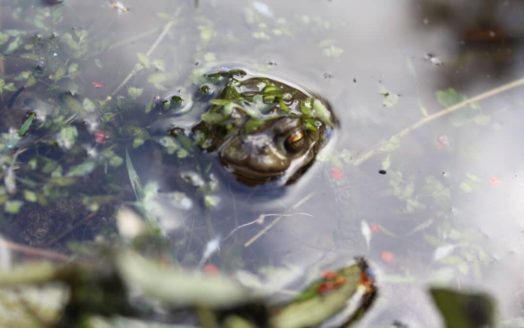 Club Nature : Construis ton gîte à amphibiens