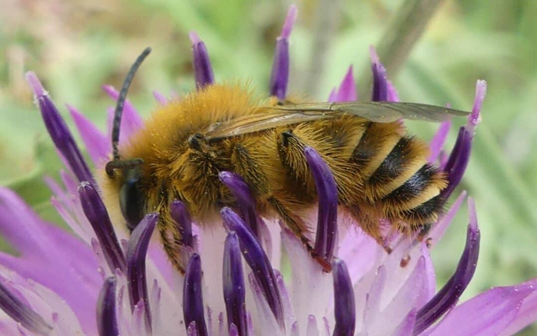 Balade dans le parc Galamé : « Sur la Trace des Pollinisateurs »