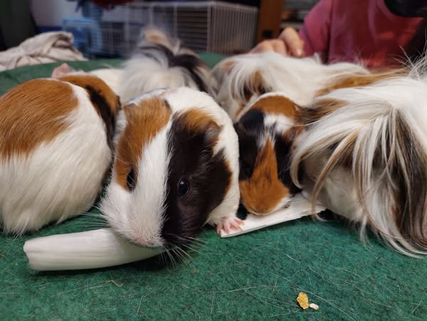 Lapins et cochons d’Inde : rencontre, câlins et jeux