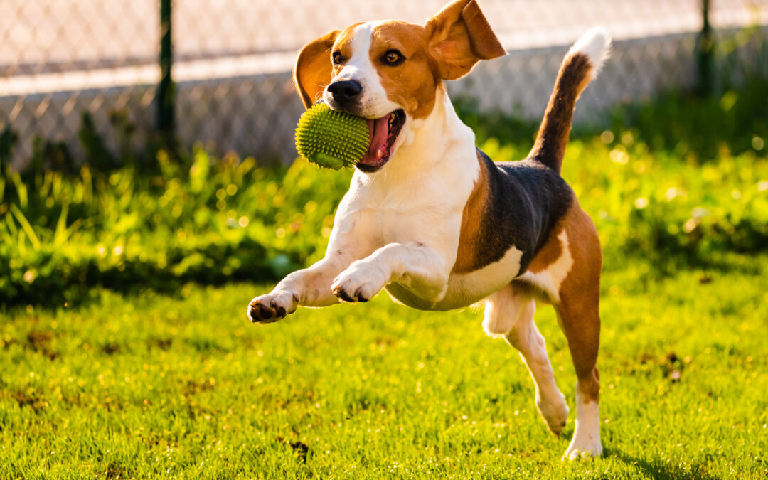 Promenade rose au profit d’Octobre Rose