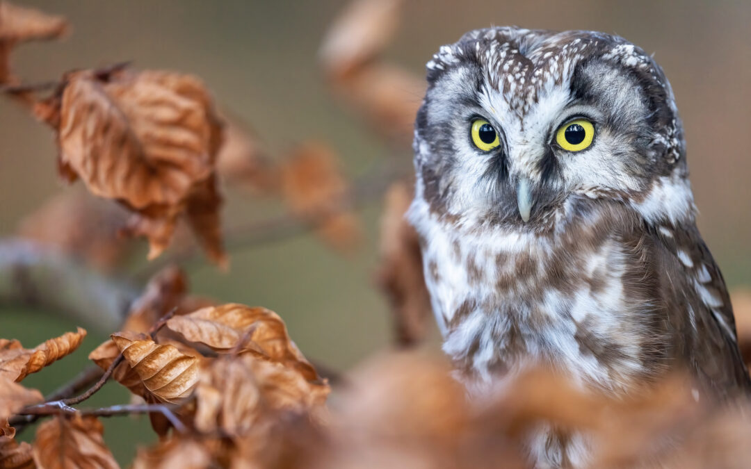 Les mystères de la nuit – activité CPIE