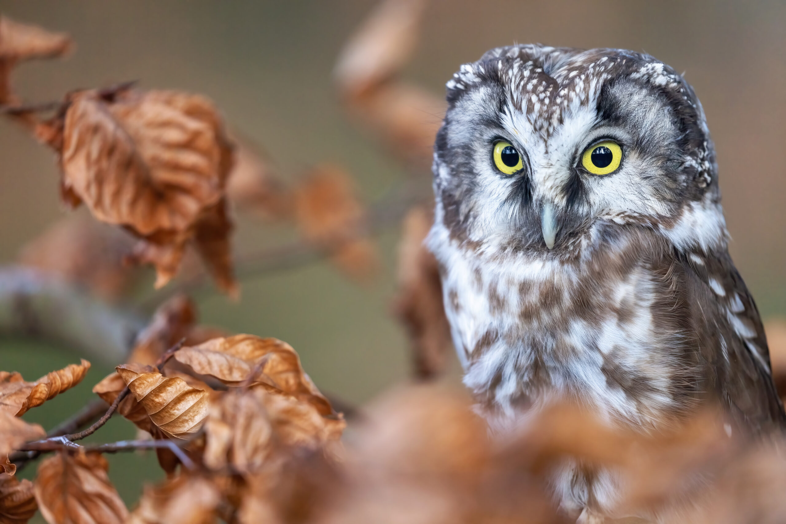 Young boreal owl is sitting on the tree branch closeup. Horizontally.