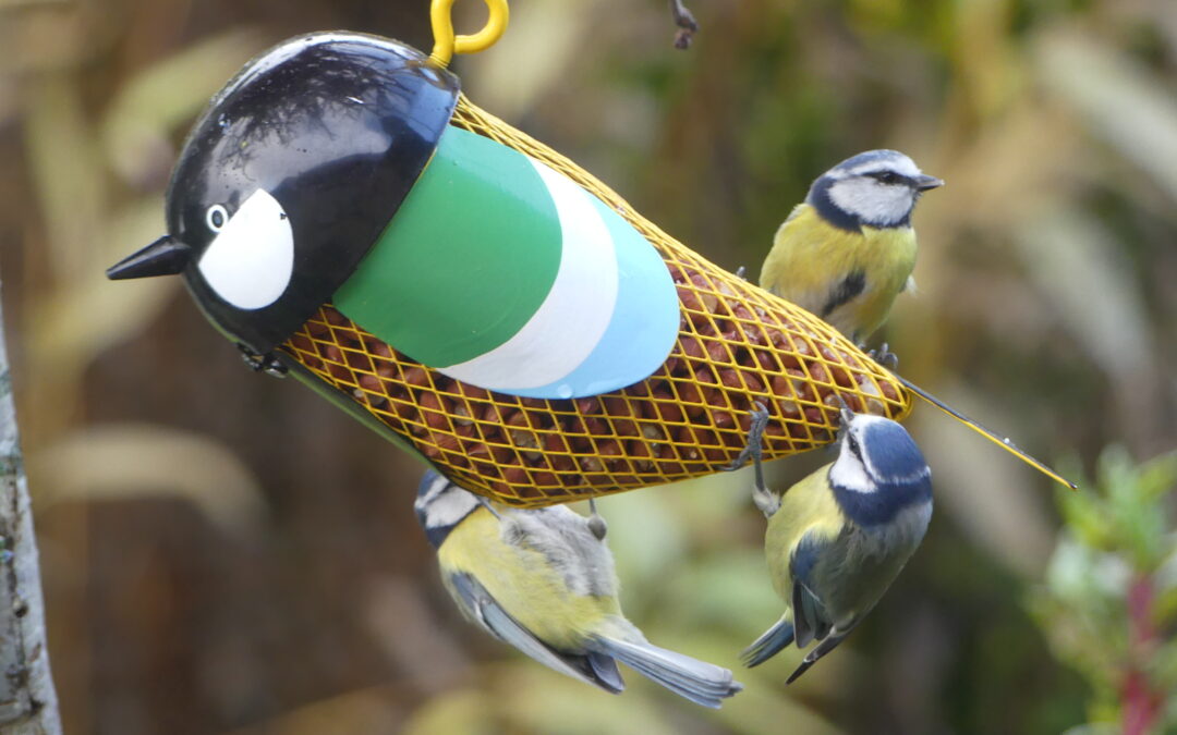 Les jeudis Nature du CPIE : ça piaille par là !