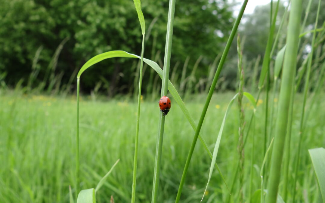 Les jeudis Nature du CPIE : Chasse aux minuscules !