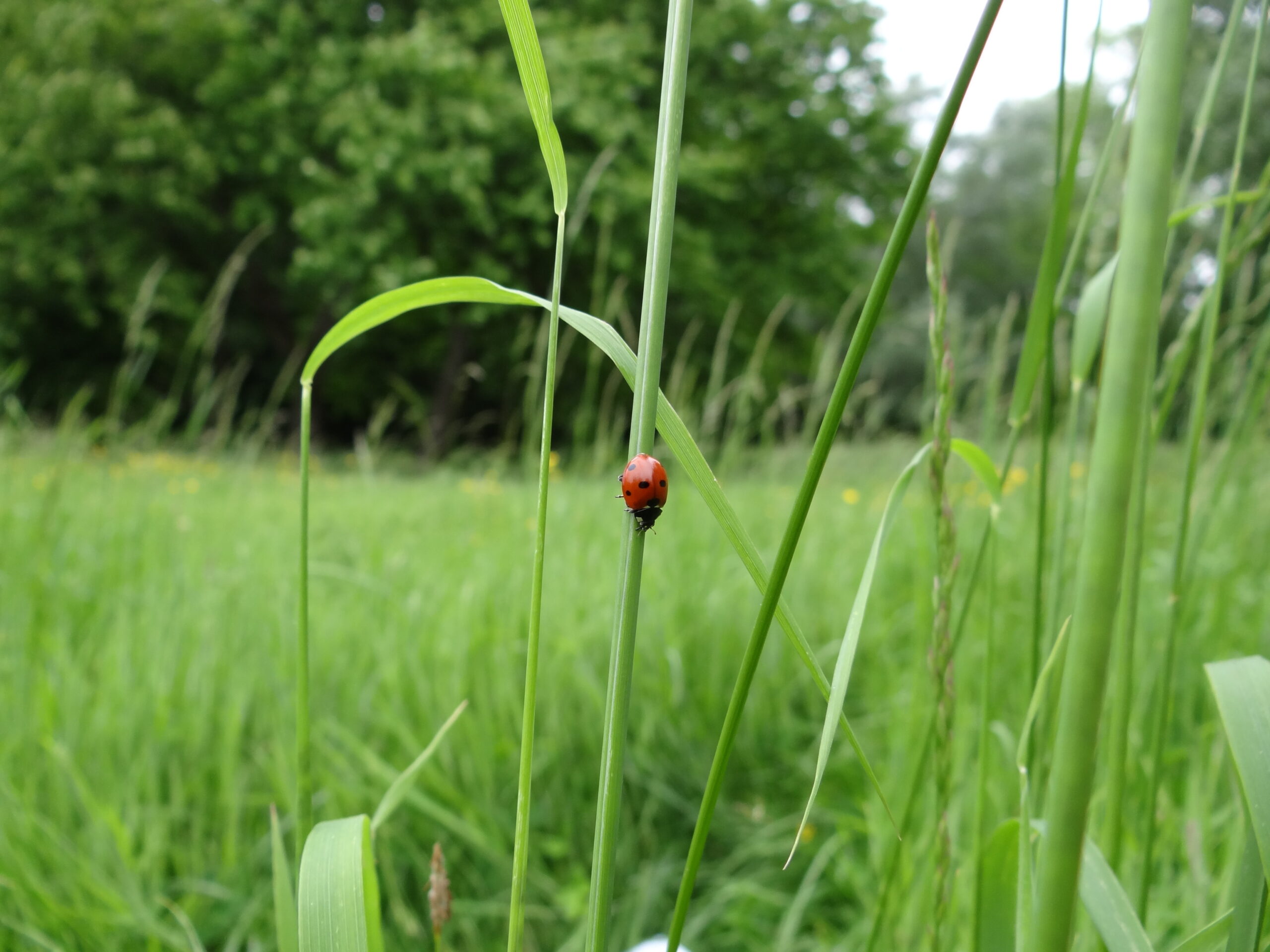 chasse aux minuscules