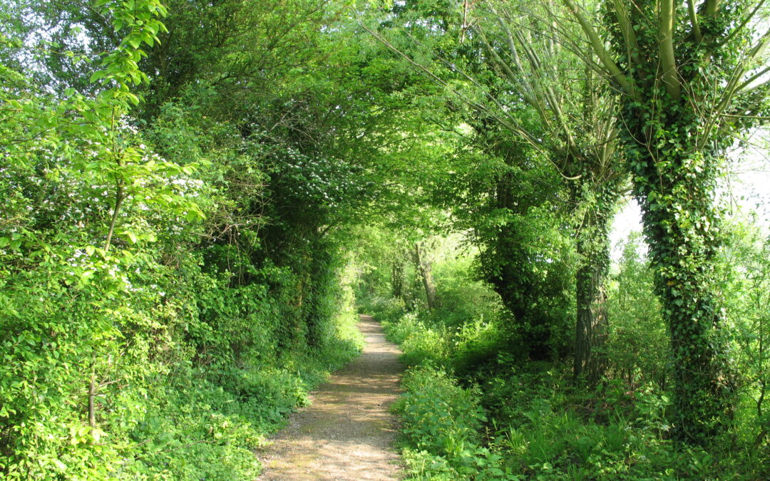 Cueillette – infusion et sieste musicale