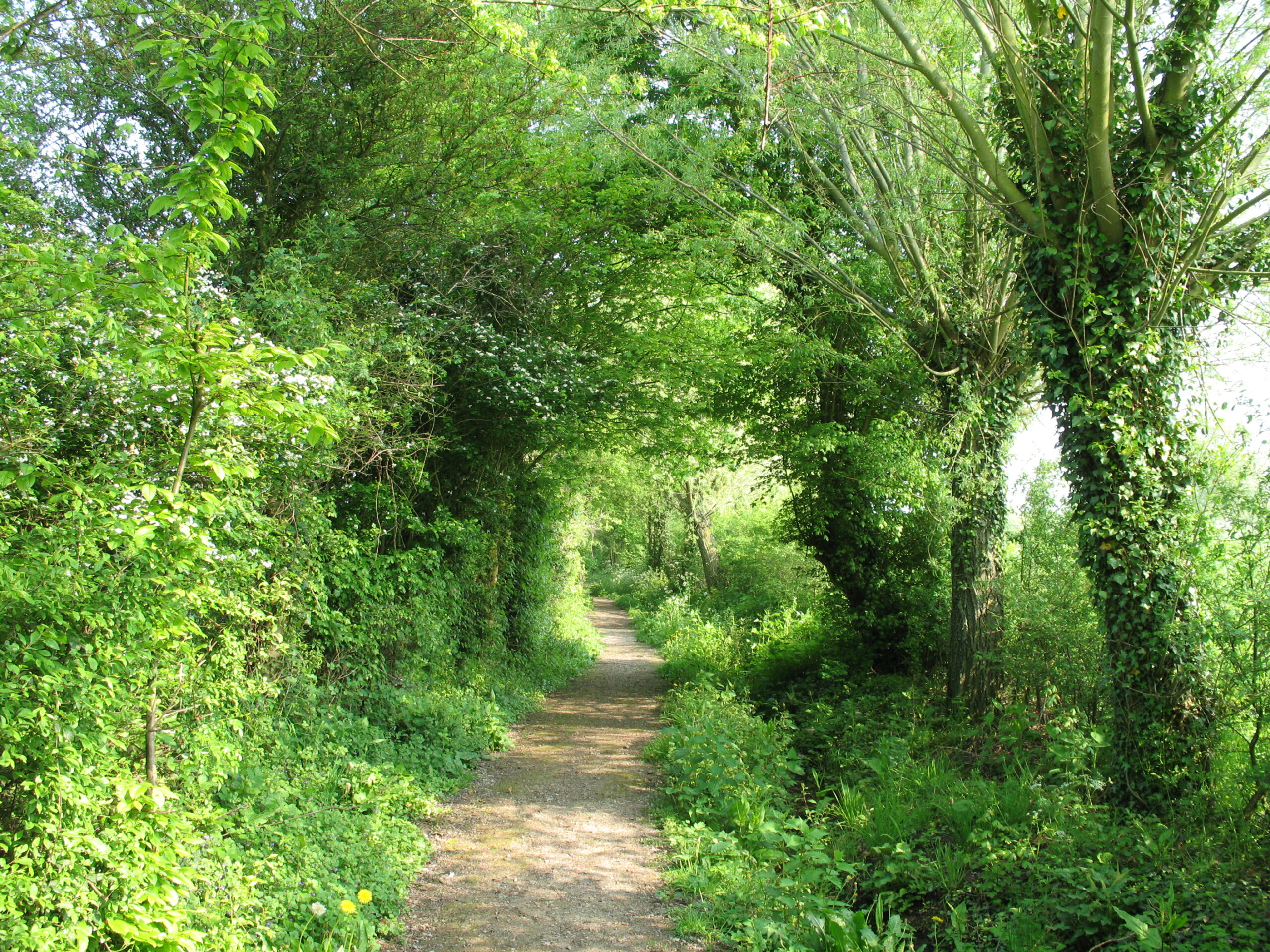 cueillette -infusion sieste musicale