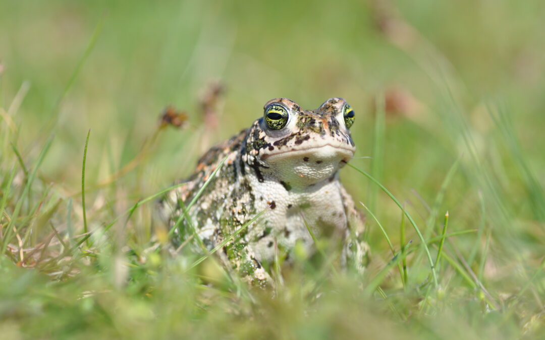 Les jeudis Nature du CPIE : enquête Policière : Qui a volé les oeufs de Gaston ?