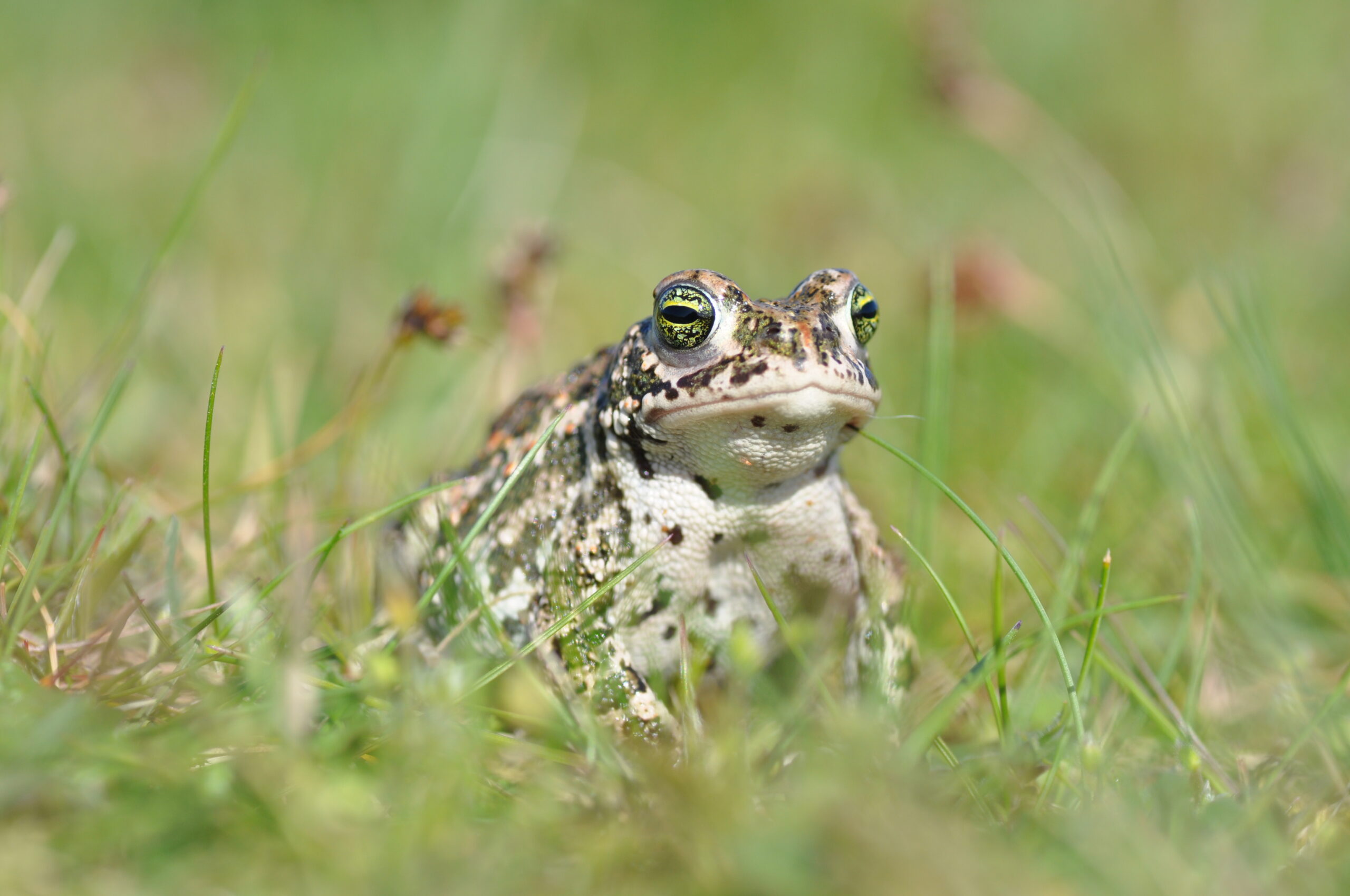enquête policiere qui a volé les oeufs de gaston