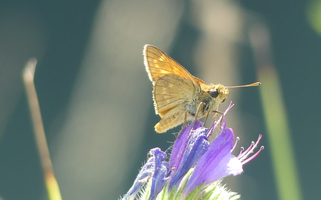 Les jeudis Nature du CPIE : Grande Mission Papillons !