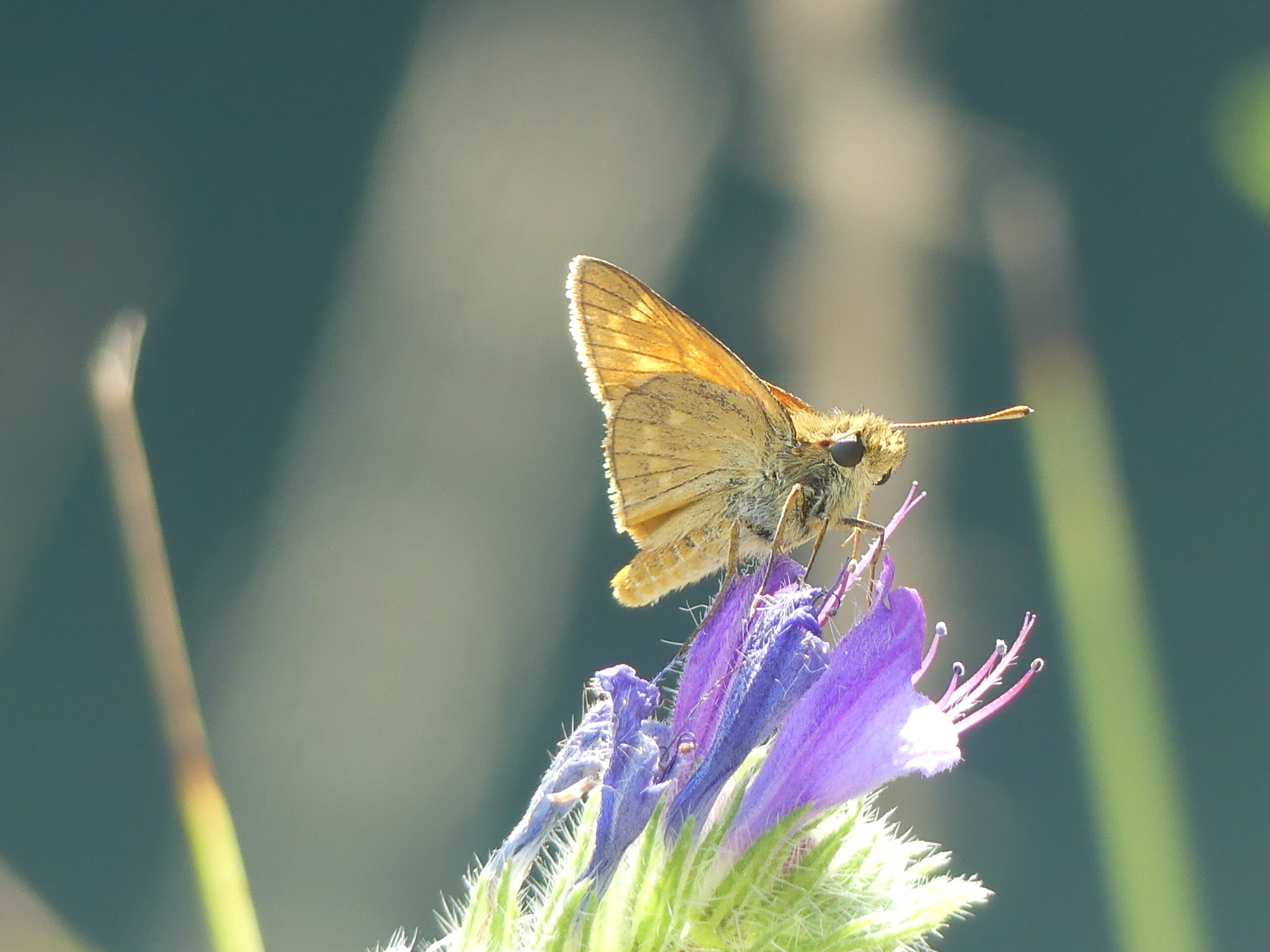 grande mission papillon