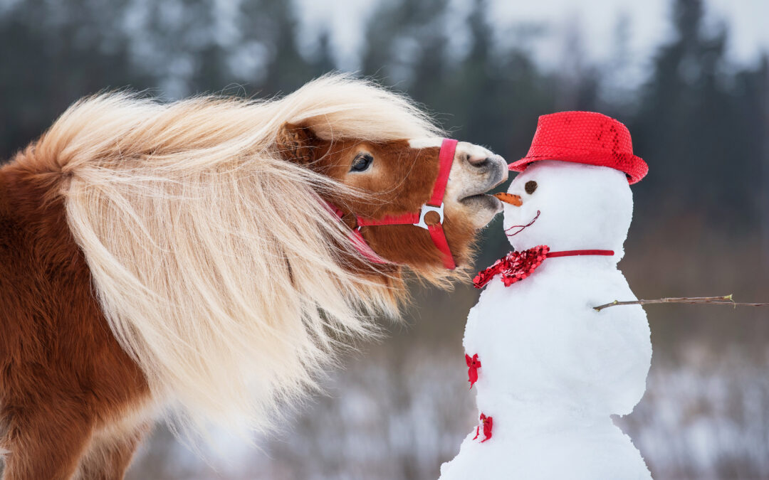 Animation nature CPIE – Atelier Petits-enfants x Grand parents : Le noël des animaux