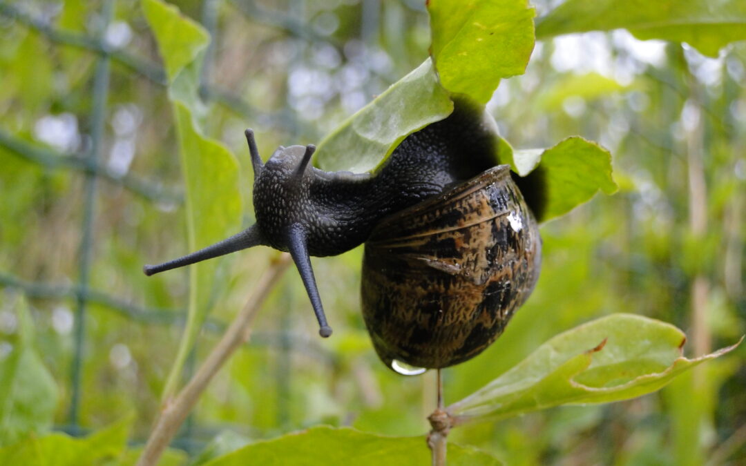 Club nature : sur la piste des escargots