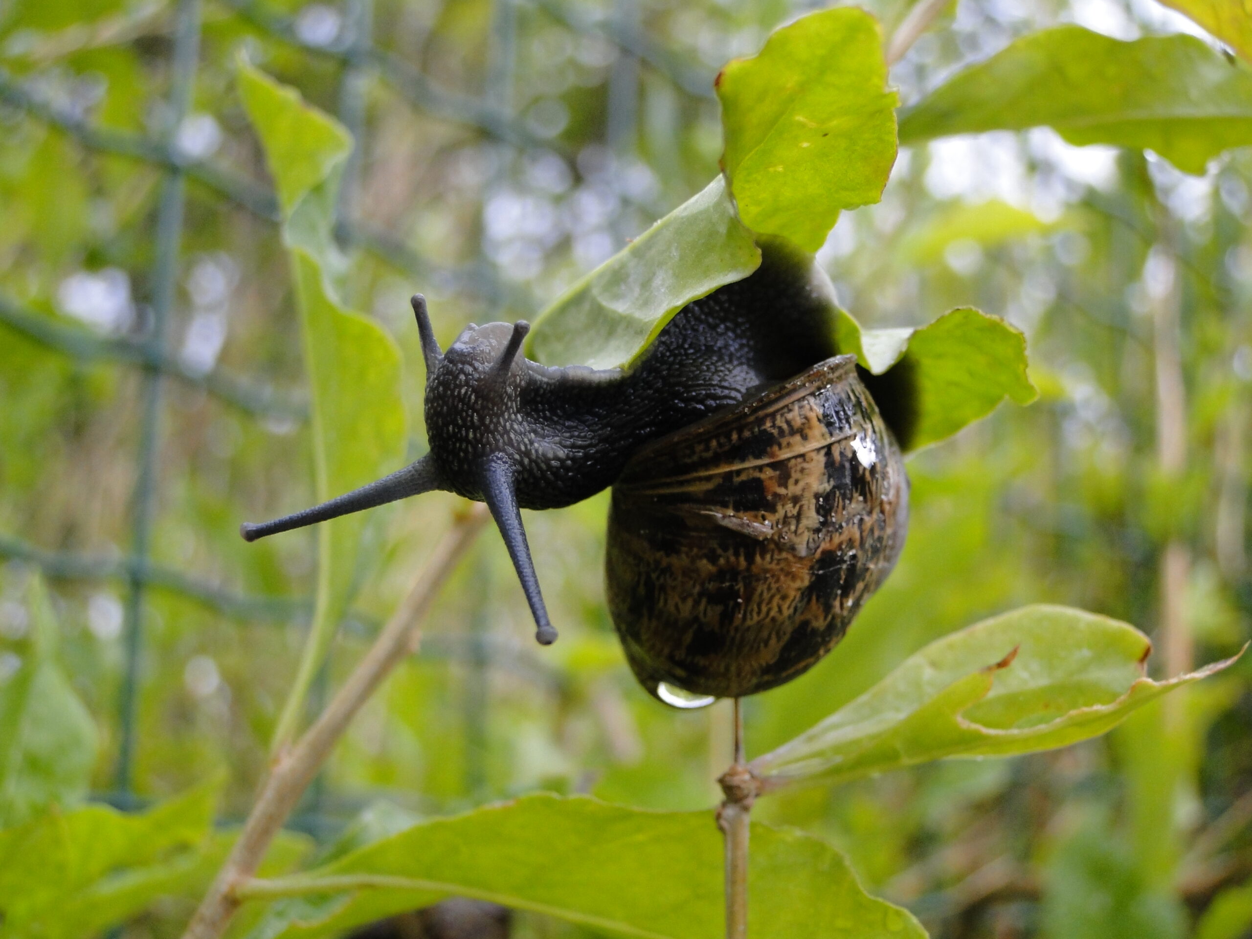 escargot