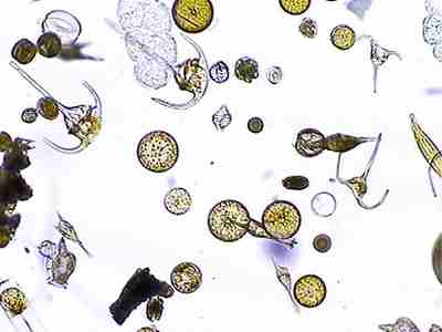 Club nature : Le petit peuple de l’eau