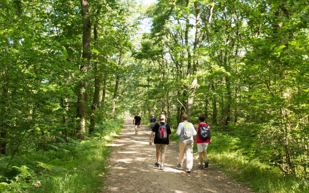La balade des saules-patates