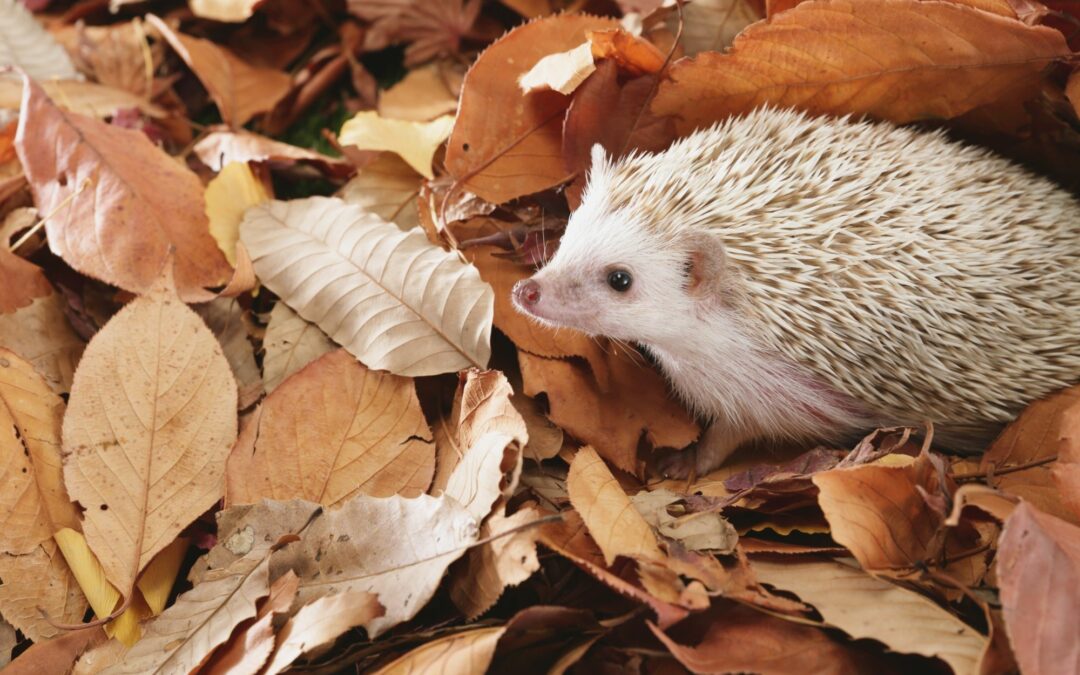 Club nature : Le petit monde des hérissons