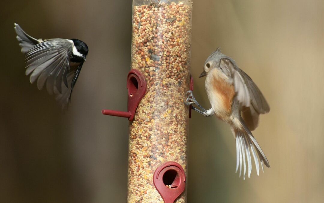 Club nature : Atelier mangeoire – accueillons les oiseaux