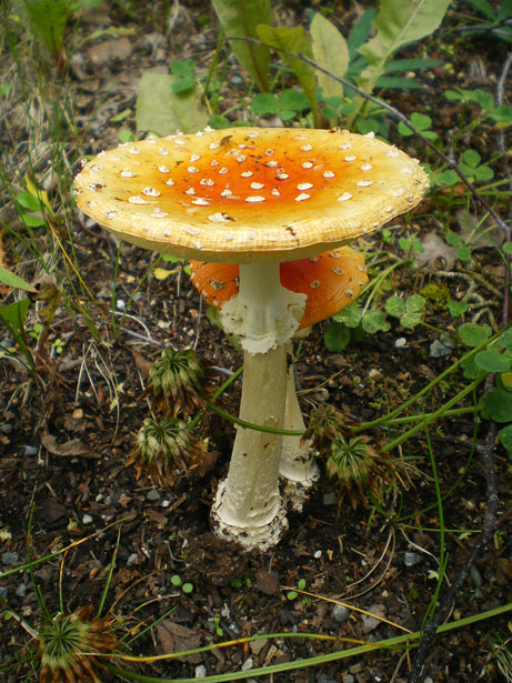 Club nature : sur la piste des champignons