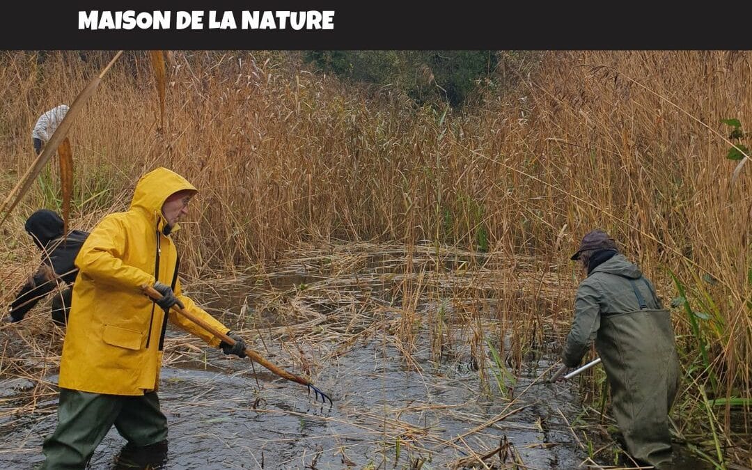 Chantier nature : restauration des zones humides