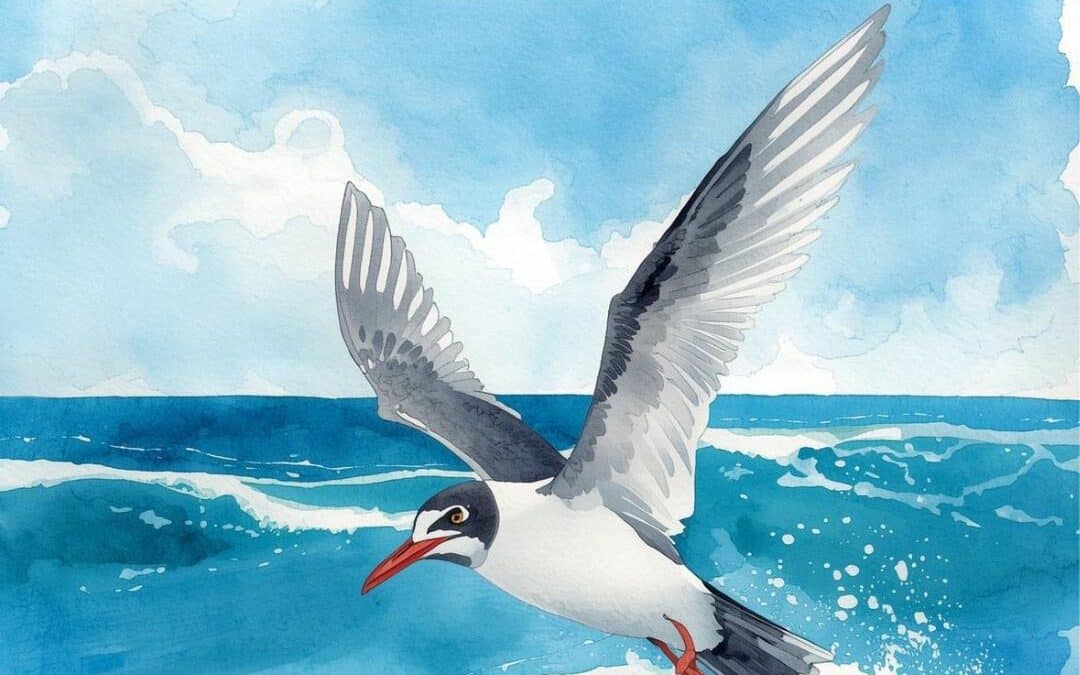 Mission Littoral : Sur les traces des oiseaux marins !